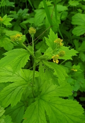 Geum macrophyllum