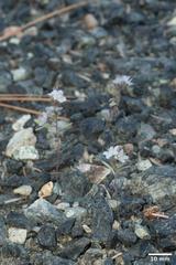 Phacelia pringlei