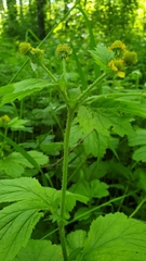 Geum macrophyllum