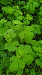 Geum macrophyllum