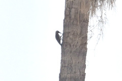Melanerpes uropygialis