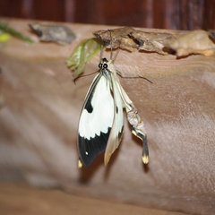 Papilio dardanus meriones