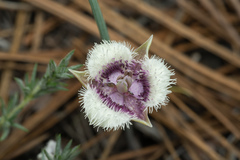 Calochortus elegans nanus