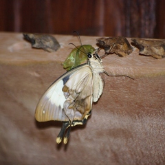 Papilio dardanus meriones
