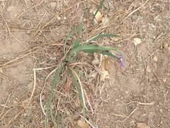 Iris hartwegii australis