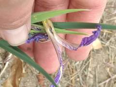 Iris hartwegii australis