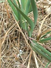 Iris hartwegii australis
