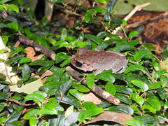 Leptobrachium hasseltii