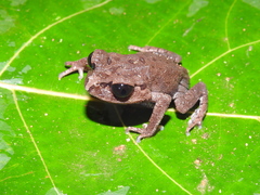 Leptobrachium hasseltii
