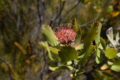 Leucospermum winteri
