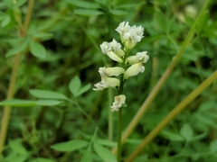 Ceratocapnos