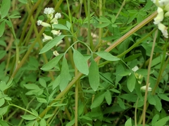 Ceratocapnos
