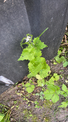 Alliaria petiolata