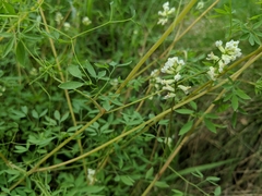 Ceratocapnos