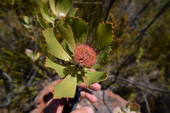 Leucospermum winteri