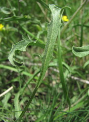 Erysimum substrigosum