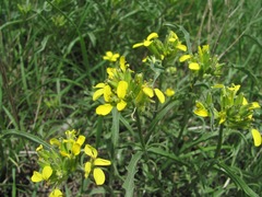 Erysimum substrigosum