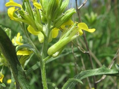 Erysimum substrigosum