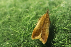 Dichomeris ustalella