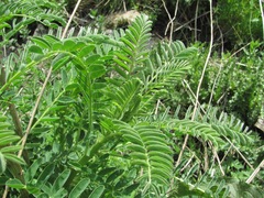 Astragalus galegiformis