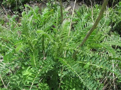 Astragalus galegiformis