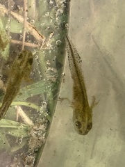 Lissotriton vulgaris