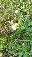 Bellis perennis