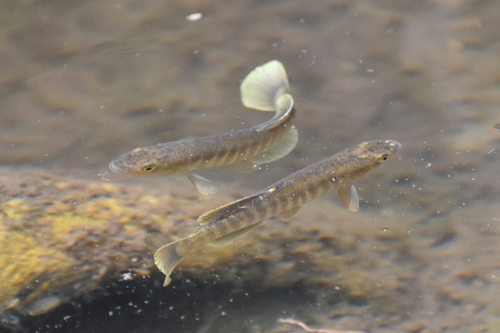 Plains Killifish