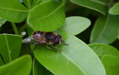 Eristalis tenax