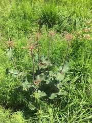 Asclepias amplexicaulis