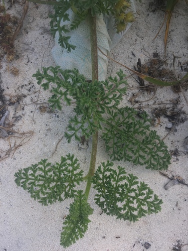 Coastal Ragweed