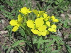 Erysimum substrigosum