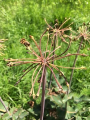 Asclepias amplexicaulis