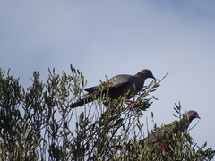 Patagioenas araucana