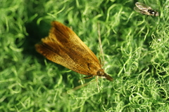 Dichomeris ustalella