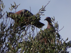 Patagioenas araucana
