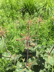 Asclepias amplexicaulis