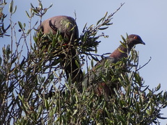 Patagioenas araucana
