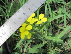 Erysimum substrigosum