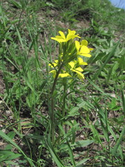Erysimum substrigosum