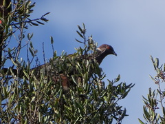 Patagioenas araucana
