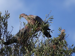 Patagioenas araucana
