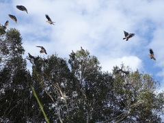 Patagioenas araucana