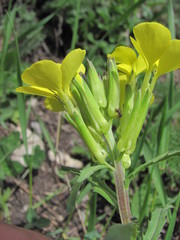 Erysimum substrigosum