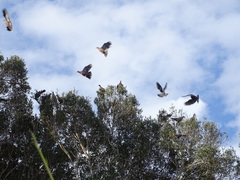 Patagioenas araucana