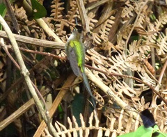 Loddigesia mirabilis