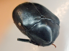 Orphilus subnitidus