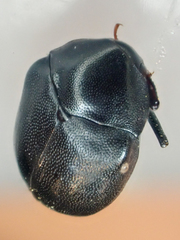 Orphilus subnitidus