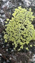 Rhizocarpon geographicum