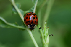 Harmonia axyridis